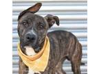 Adopt Teddy/Drumstick a American Staffordshire Terrier, Mixed Breed