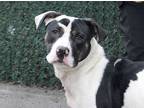 Adopt Gomer a American Staffordshire Terrier, Mixed Breed