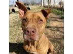 Adopt Cuate a Pit Bull Terrier, Mixed Breed