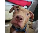 Adopt Jaxon a Pit Bull Terrier