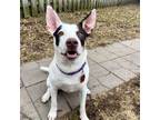 Adopt Casper a Pit Bull Terrier