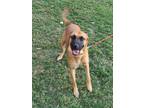 Adopt Hennessey a German Shepherd Dog