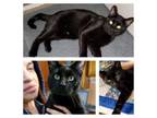 Adopt casmir a Domestic Short Hair