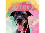 Adopt Benny a Black Labrador Retriever