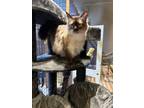 Adopt Muffin a Ragdoll