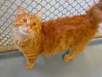 Adopt Winston (3479) a Domestic Long Hair