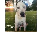 Adopt Tiny a Great Dane / Mixed dog in Bullard, TX (38479510)