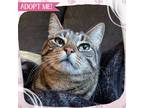 Adopt Syrah a Gray, Blue or Silver Tabby Domestic Shorthair cat in Toms River