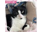 Adopt Fettuccine a Domestic Shorthair cat in Toms River, NJ (38724911)