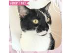 Adopt Clarissa a Domestic Shorthair cat in Toms River, NJ (38724895)