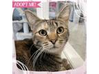 Adopt Lil Bub a Domestic Shorthair cat in Toms River, NJ (38724891)