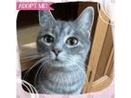 Adopt Rogue a Domestic Shorthair cat in Toms River, NJ (38724897)