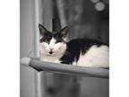 Adopt Oliver Chonks a Black & White or Tuxedo Domestic Shorthair / Mixed (short