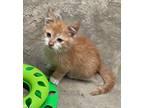 Adopt Curtis a Orange or Red Tabby Domestic Shorthair (short coat) cat in