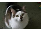Adopt Percy a White Domestic Longhair / Domestic Shorthair / Mixed cat in