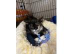 Adopt Dottie a All Black Domestic Shorthair / Domestic Shorthair / Mixed cat in