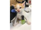 Adopt Cadbury a White Domestic Shorthair / Domestic Shorthair / Mixed cat in