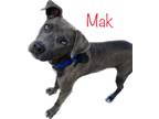 Adopt Mak a Gray/Blue/Silver/Salt & Pepper Staffordshire Bull Terrier dog in