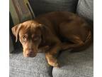 Adopt Jackson Elliott BAC a Brown/Chocolate Labrador Retriever / Mixed dog in