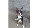 Adopt Bradley Cooper (East Campus) a Black Border Collie / Mixed dog in