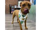 Adopt McDouble a Brown/Chocolate Pit Bull Terrier / Mixed dog in Greensboro