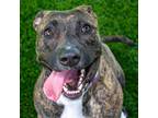 Adopt Elu a Brindle American Pit Bull Terrier / Mixed dog in Evansville
