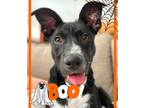 Adopt MN Mascot Litter - Nordy a Labrador Retriever / Mixed Breed (Medium) /