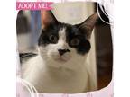 Adopt Princess Carolyn a Domestic Shorthair cat in Toms River, NJ (38724896)