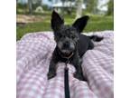 Adopt Sparky a Black Mixed Breed (Small) / Mixed dog in Naples, FL (38700594)