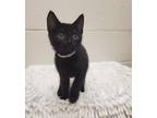 Adopt Sabrina a Domestic Shorthair / Mixed (short coat) cat in Madison