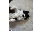 Adopt Poppy a Black & White or Tuxedo Domestic Longhair cat in Colmar