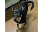 Adopt Eve a Black Mixed Breed (Small) / Mixed dog in Riverside, CA (38447039)