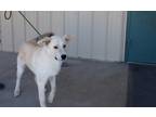 Adopt Suzy Q a Tan/Yellow/Fawn Labrador Retriever dog in Challis, ID (38619126)