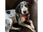 Adopt Iggy a Black Bluetick Coonhound / Mixed dog in Washington, DC (38646165)