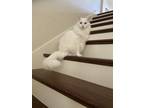 Adopt Frosty a White RagaMuffin / Mixed (long coat) cat in Missouri City