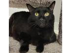 Adopt Pippa a All Black Domestic Shorthair / Mixed cat in Toledo, OH (38456794)
