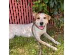 Adopt Chrissy a White - with Tan, Yellow or Fawn Australian Cattle Dog / Mixed