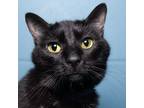 Adopt Vader a All Black Domestic Shorthair / Mixed cat in Evansville