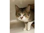 Adopt Gracie a Domestic Shorthair / Mixed (short coat) cat in Genoa