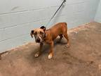 Adopt PUNKY a Brown/Chocolate - with White Hound (Unknown Type) / Mixed dog in