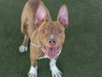 Adopt CASH a Brindle - with White American Pit Bull Terrier / Mixed dog in