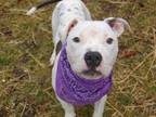 Adopt FINN a White - with Gray or Silver American Pit Bull Terrier / Mixed dog