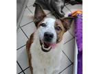 Adopt JANE a Red/Golden/Orange/Chestnut - with White Australian Cattle Dog /