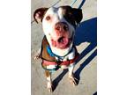 Adopt HOT ROD a Brown/Chocolate - with White Mixed Breed (Medium) / Mixed dog in