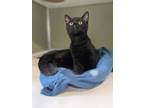 Adopt Bagel a All Black Domestic Shorthair / Domestic Shorthair / Mixed cat in