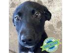 Adopt Maserati a Black Mixed Breed (Medium) / Mixed dog in Las Cruces