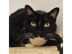 Adopt Zilla a All Black Domestic Shorthair / Mixed cat in West Palm Beach
