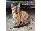 Adopt Madame Curie a Tortoiseshell Domestic Mediumhair (medium coat) cat in
