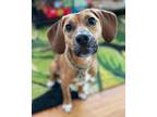Adopt Rocky a Brown/Chocolate Beagle dog in Irwin, PA (38671766)