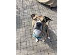 Adopt Truffle a Brindle - with White American Pit Bull Terrier / Hound (Unknown